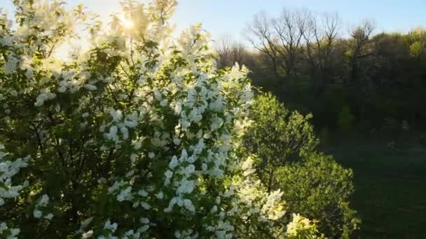 Flygfoto av blommande trädgård med vita blommande träd tidigt på våren vid solnedgången — Stockvideo