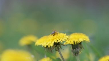 Bal arısı sarı karahindiba çiçekleri üzerinde nektar topluyor yeşil güneşli bahçede yaz çayırlarında çiçek açıyor