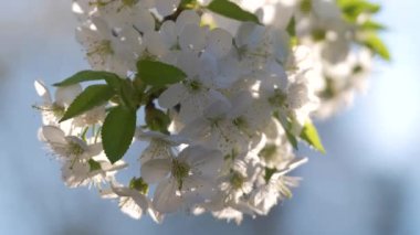 Baharın başında çiçek açan kiraz ağacının dalları