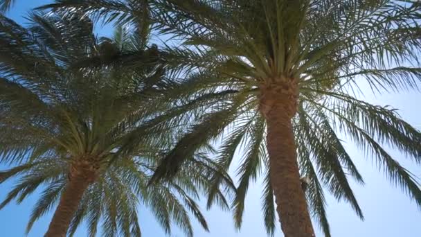 Belas coqueiros verdes acenando no vento na praia tropical contra o céu azul. Conceito férias de verão — Vídeo de Stock