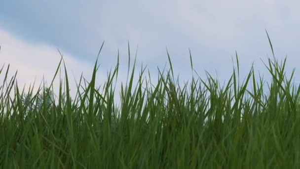 Closeup de grama verde com lâminas longas crescendo no gramado no verão — Vídeo de Stock