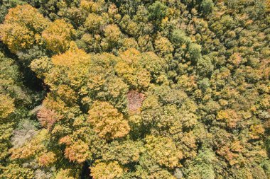 Güneşli bir günde, sonbahar ormanlarında yeşil ve sarı ağaçlı yemyeşil ormanın havadan görünüşü.