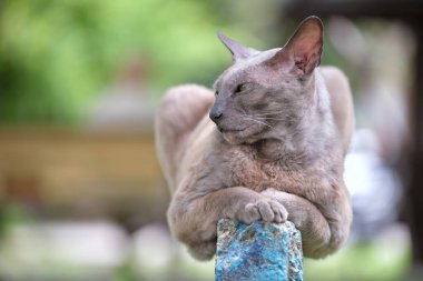 Büyük gri kızgın Sfenks yazın açık havada dinlenen başıboş bir kedi doğuruyor.