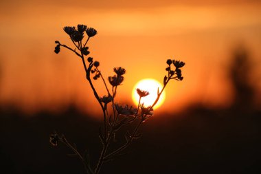 Parlak renkli günbatımı gökyüzüne karşı güneş ışığıyla birlikte yabani çiçeklerin karanlık siluetleri.