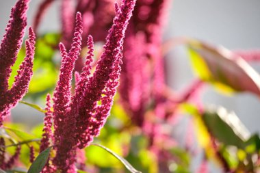 Yaz bahçesinde yetişen kırmızı kızılderili bitkisi. Yaprak sebze, tahıl ve süs bitkisi, protein ve amino asit kaynağı