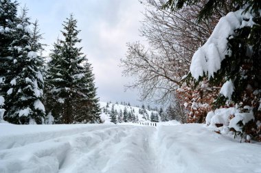 Soğuk ve kasvetli bir akşamda, kışın dağlık ormanda patika izleri ve çam ağaçları ile kaplanmış karlı bir manzara.