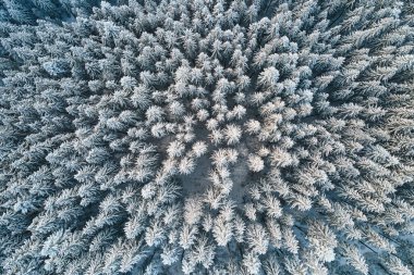 Soğuk ve sakin bir günde, kış ormanlarında yoğun kar yağışı sonrası her yer karla kaplıydı.