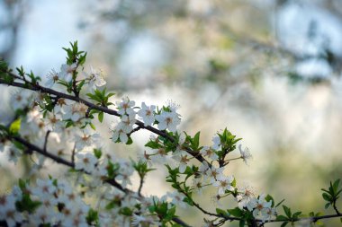 Baharın başında çiçek açan kiraz ağacının dalları