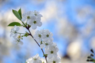 Baharın başında çiçek açan kiraz ağacının dalları