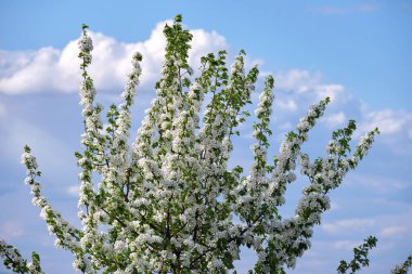 Baharın başında çiçek açan kiraz ağacının dalları