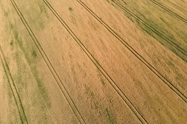 Vzdušná krajina pohled na žluté obdělávané zemědělské pole se zralou pšenicí v jasný letní den — Stock fotografie