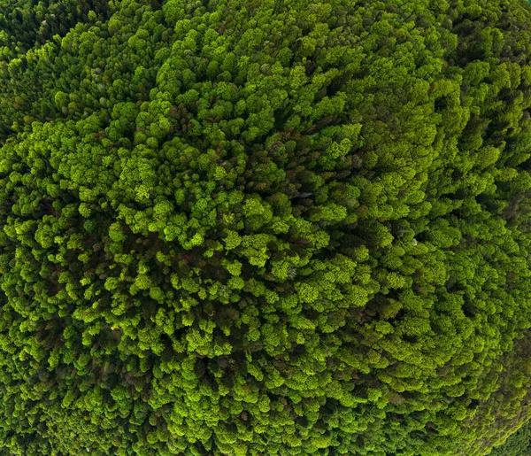 Luftaufnahme von dunklen Mischkiefern und üppigem Wald mit grünen Baumkronen — Stockfoto