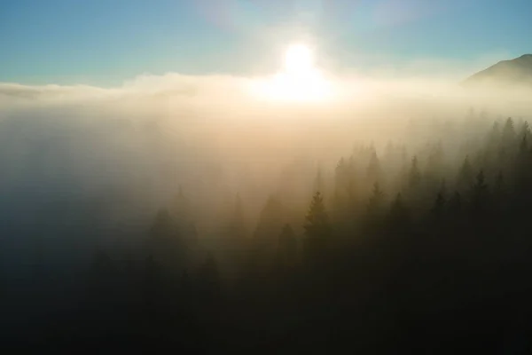 Vista aérea da noite nebulosa sobre árvores de floresta de pinheiros escuros ao pôr do sol brilhante. Paisagem incrível de floresta de montanha selvagem ao entardecer — Fotografia de Stock