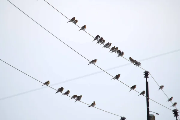 Rebanho de pequenas aves selvagens pousando em fios de linha de energia elétrica — Fotografia de Stock