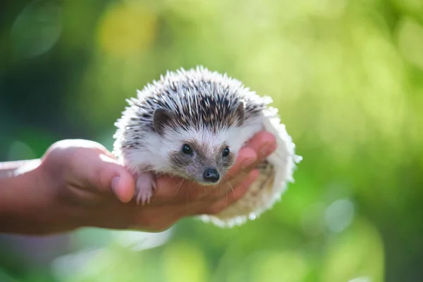 Manos humanas sosteniendo a la pequeña mascota de erizo africana al aire libre en el día de verano. Mantener animales domésticos y cuidar el concepto de mascotas — Foto de Stock