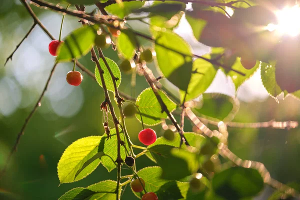 Piros cseresznye bogyók termesztése gyümölcsfa ágon a nyári kertben — Stock Fotó