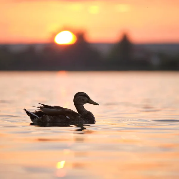 Pato salvaje nadando en el agua del lago al atardecer. Concepto de observación de aves — Foto de Stock