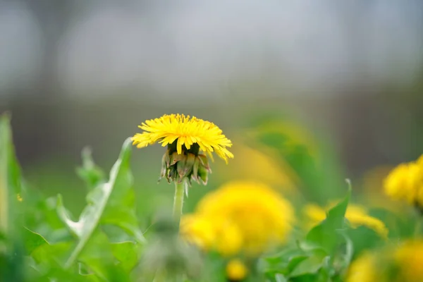 Fiori di tarassaco gialli che sbocciano sul prato estivo nel verde giardino soleggiato — Foto Stock