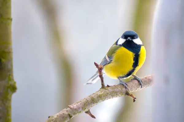 Yellow wild tit bird perching on tree branch on cold winter day — Foto de Stock