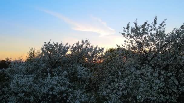 Luchtfoto van bloeiende tuin met witte bloeiende bomen in het vroege voorjaar bij zonsondergang — Stockvideo