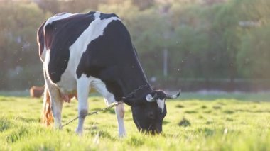 Yeşil çiftlik otlaklarında yaz günü süt ineği otluyor. Çiftlik arazilerinde sığır beslemek