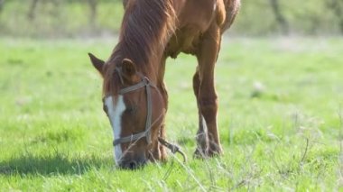 Çiftlik otlaklarında otlayan ince kestane atı.