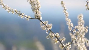 Baharın başında çiçek açan kiraz ağacının dalları