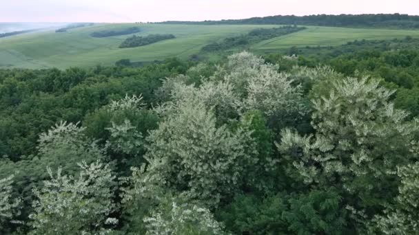 Widok z lotu ptaka ciemny bujny las z kwitnących zielonych drzew zadaszenia wiosną — Wideo stockowe