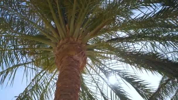 Güzel yeşil hindistan cevizi palmiyeleri mavi gökyüzüne karşı tropikal sahilde rüzgarda sallanıyor. Yaz tatili kavramı — Stok video