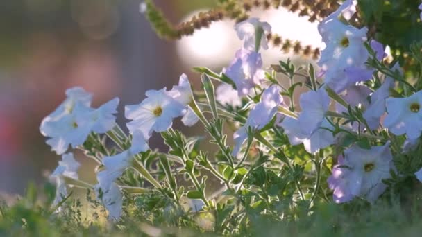 Gröna buskar med ljusa blommande blommor som växer i tropisk park — Stockvideo