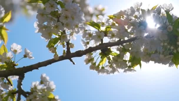 Гілочки вишневого дерева з білими квітами на початку весни — стокове відео