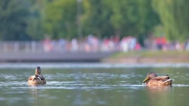 Patos selvagens nadando na água do lago ao pôr do sol brilhante. Conceito de observação de aves — Vídeo de Stock