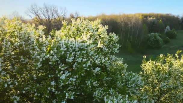 Luftaufnahme eines blühenden Gartens mit weiß blühenden Bäumen im frühen Frühling bei Sonnenuntergang — Stockvideo