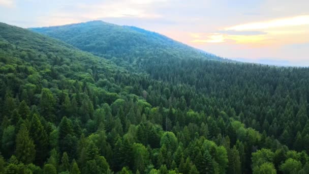 Vista aérea del bosque de pinos verdes con abetos oscuros que cubren las colinas de montaña. Paisajes de bosques de Noecia desde arriba — Vídeo de stock