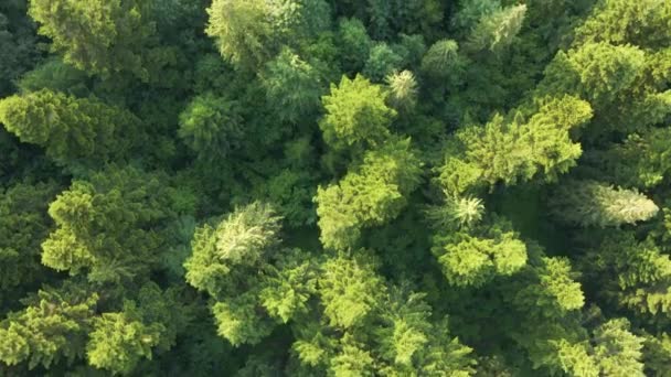 Vista aérea de pinhal verde com árvores de abeto escuro. Paisagem de bosques notáveis de cima — Vídeo de Stock