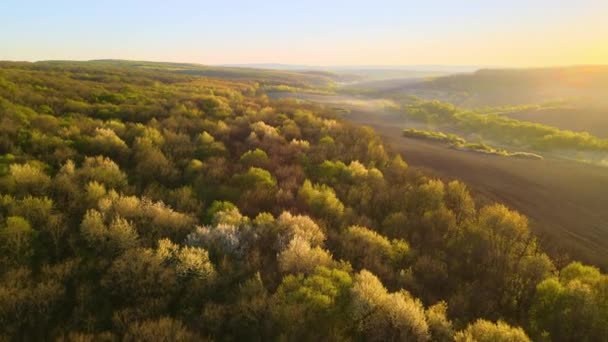 Вид з повітря на ліс зі свіжими зеленими деревами та сільськогосподарськими орними полями на початку весни на заході сонця — стокове відео