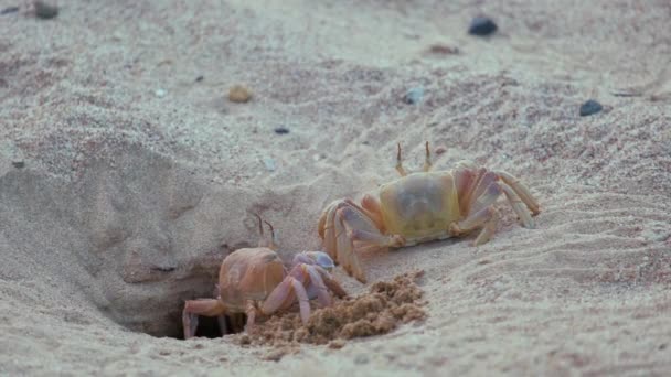 海のビーチで砂の穴に隠れている野生のカニのクローズアップ — ストック動画