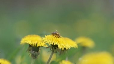 Bal arısı sarı karahindiba çiçekleri üzerinde nektar topluyor yeşil güneşli bahçede yaz çayırlarında çiçek açıyor
