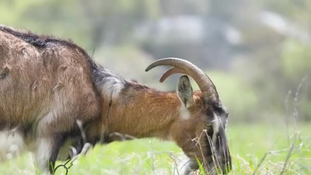 Uzun sakallı, yeşil çayırlarda otlayan yerli süt keçisi. Çiftlik arazilerinde sığır beslemek — Stok video
