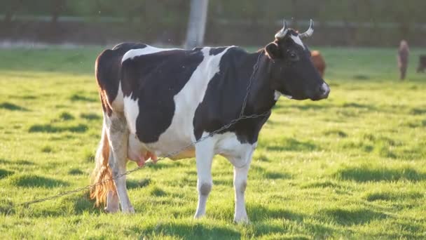 Vaca lechera pastando en pastos verdes en el día de verano. Alimentación de ganado en pastizales de tierras agrícolas — Vídeos de Stock