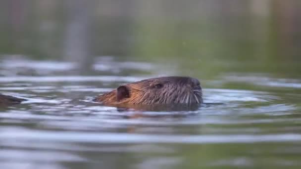 Rato grande e selvagem de coypu no habitat natural. Nutria alimentação em água do lago — Vídeo de Stock