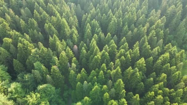 Vista aérea del bosque de pinos verdes con abetos oscuros. Paisajes de bosques de Noecia desde arriba — Vídeo de stock