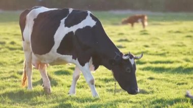 Yeşil çiftlik otlaklarında yaz günü süt ineği otluyor. Çiftlik arazilerinde sığır beslemek