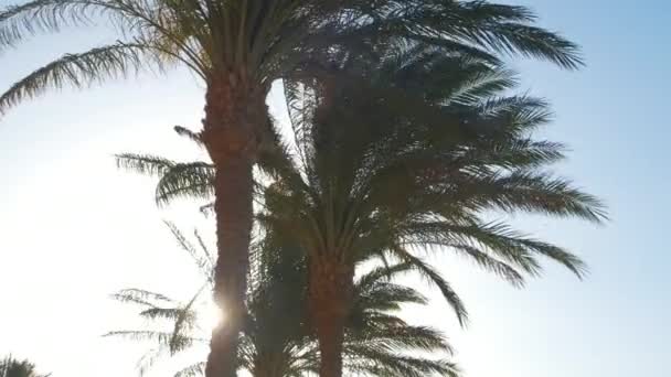 Belas coqueiros verdes acenando no vento na praia tropical contra o céu azul. Conceito férias de verão — Vídeo de Stock
