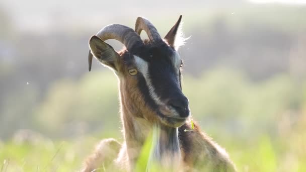Cabra de leite doméstica com barba longa e chifres descansando na grama de pasto verde no dia de verão. Alimentação de bovinos em pastagens agrícolas — Vídeo de Stock