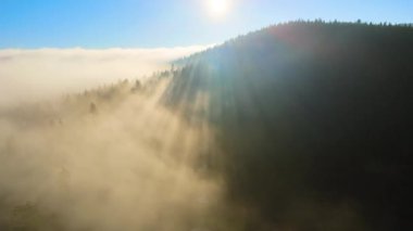 Sonbahar gündoğumunda sisli, karanlık dağ ormanlarının çam ağaçlarının olduğu muhteşem manzaranın havadan görüntüsü. Şafak vakti ışıldayan ışıklarıyla güzel vahşi ormanlık