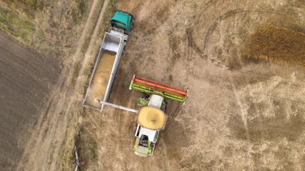 Pemandangan udara dari gabungan pemanen membongkar biji-bijian di karavan kargo yang bekerja selama musim panen di ladang gandum matang besar. Pertanian dan transportasi produk pertanian mentah konsep — Stok Video