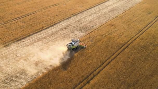 Letecký pohled na kombajn pracující během sklizně na velkém zralém pšeničném poli. Koncept zemědělství — Stock video
