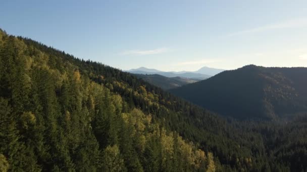 Flygfoto över höga kullar med mörka tallskogsträd på hösten ljus dag. Fantastisk natur av vilda berg skog — Stockvideo