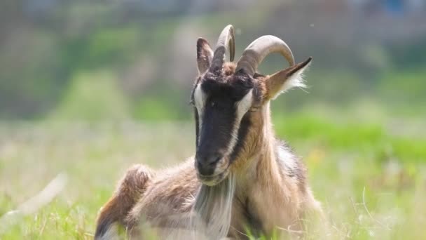 Cabra lechera doméstica con barba larga y cuernos que descansan sobre hierba de pasto verde en el día de verano. Alimentación de ganado en pastizales agrícolas — Vídeos de Stock